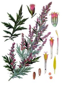 Mugwort - Artemisia vulgaris (wikipedia image) 