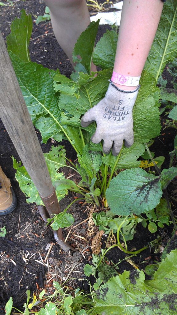 Transplanting some healthy Horseradish.