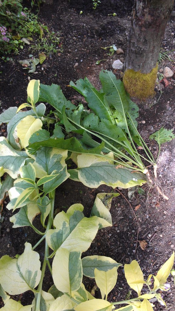 horsertadish_with comfrey