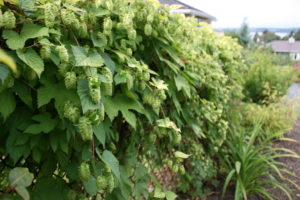 Hops growing on a fence in Kirkland, WA