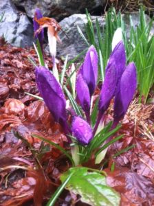 crocus