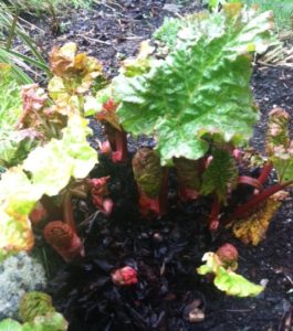 rhubarb