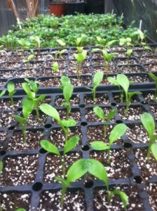 seedlings